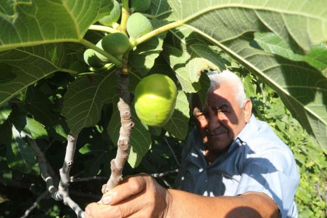 Erkenci İncir Üreticinin Yeni Gelir Kapısı Oldu