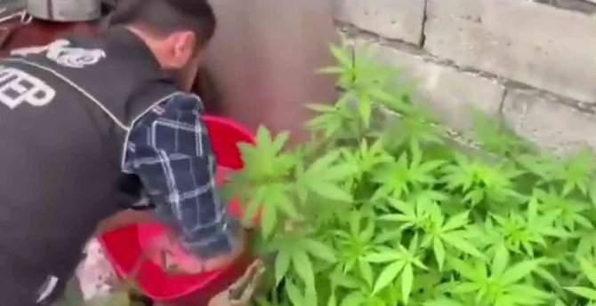 Evlerde Uyuşturucu Yetiştirenlere Polis Baskını