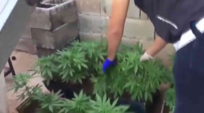 Evlerde Uyuşturucu Yetiştirenlere Polis Baskını
