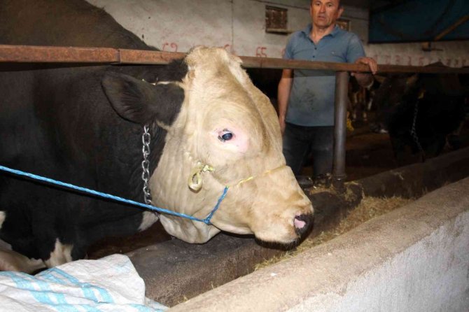 Bir Ton 220 Kilogram Ağırlığındaki Dev Tosun, 72 Bin 500 Liraya Alıcısını Buldu