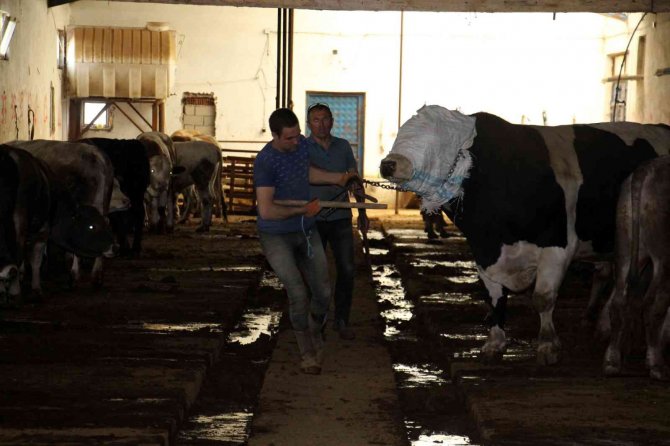 Bir Ton 220 Kilogram Ağırlığındaki Dev Tosun, 72 Bin 500 Liraya Alıcısını Buldu