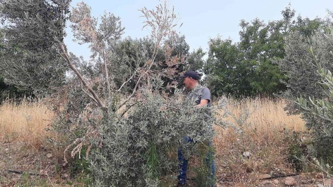 Çiftçiler, ’Verticllium Solgunluğu’ Hastalığına Karşı Uyardı