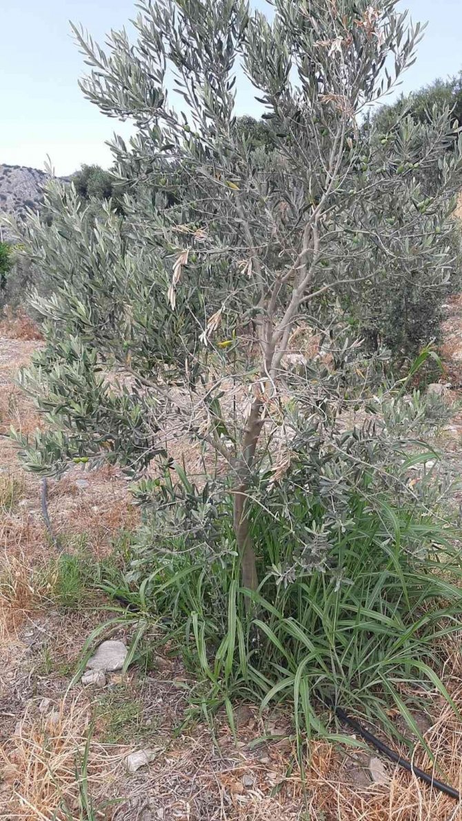Çiftçiler, ’Verticllium Solgunluğu’ Hastalığına Karşı Uyardı