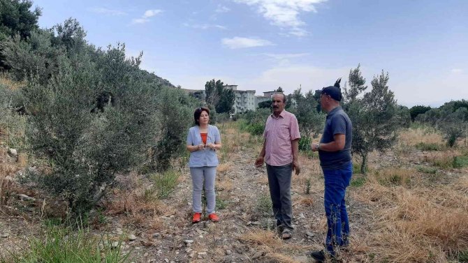 Çiftçiler, ’Verticllium Solgunluğu’ Hastalığına Karşı Uyardı