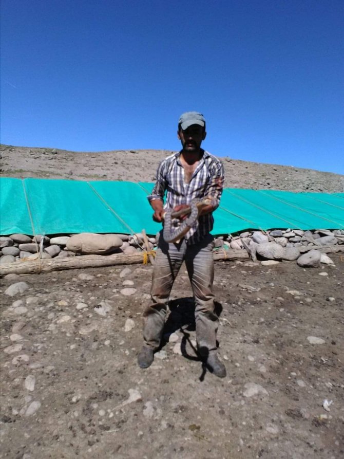 Tunceli’de Koca Engerek Yılanı Kuzu Ağılına Girdi