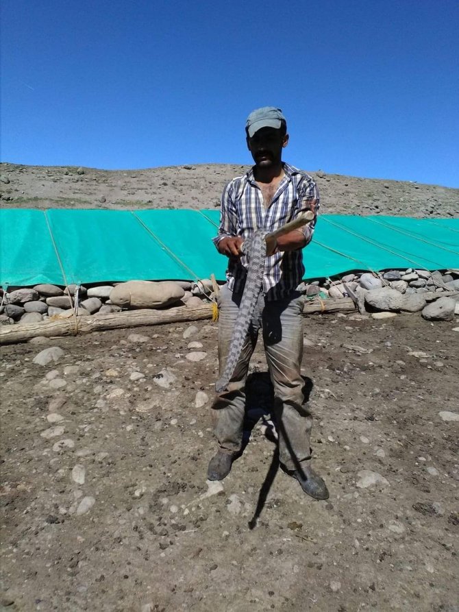 Tunceli’de Koca Engerek Yılanı Kuzu Ağılına Girdi