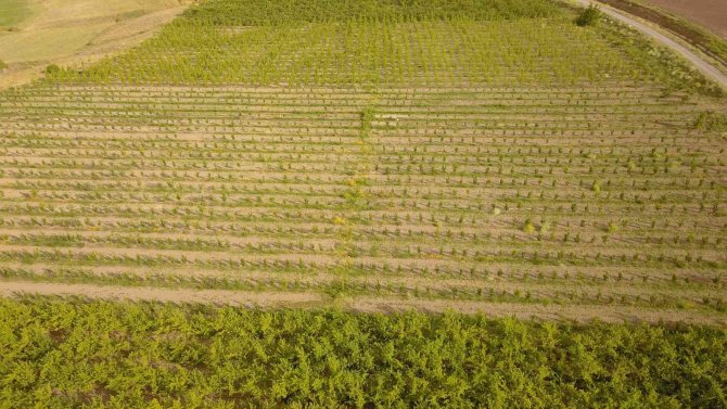 Ahlat’ta 29 Çiftçi İçin Yüzde 50 Hibe Destekli Elma Bahçesi Kuruldu