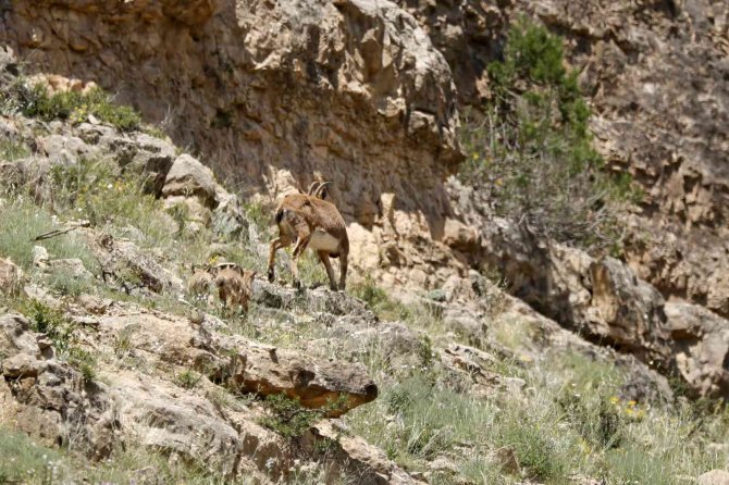 Yavru Dağ Keçilerinin Sarp Kayalıklardaki Tehlikeli Oyunları Kameralara Yansıdı