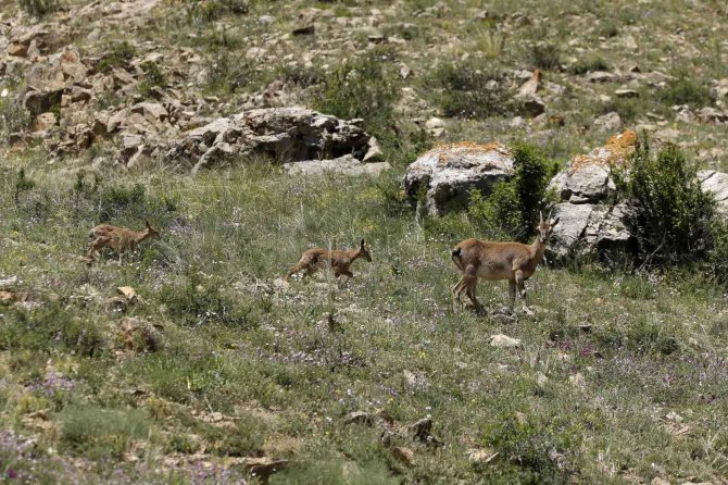 Yavru Dağ Keçilerinin Sarp Kayalıklardaki Tehlikeli Oyunları Kameralara Yansıdı