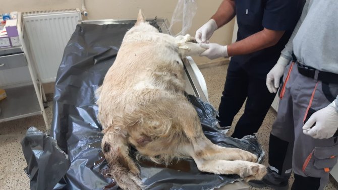 Gebe Köpek İçin Belediye Ekipleri Seferber Oldu