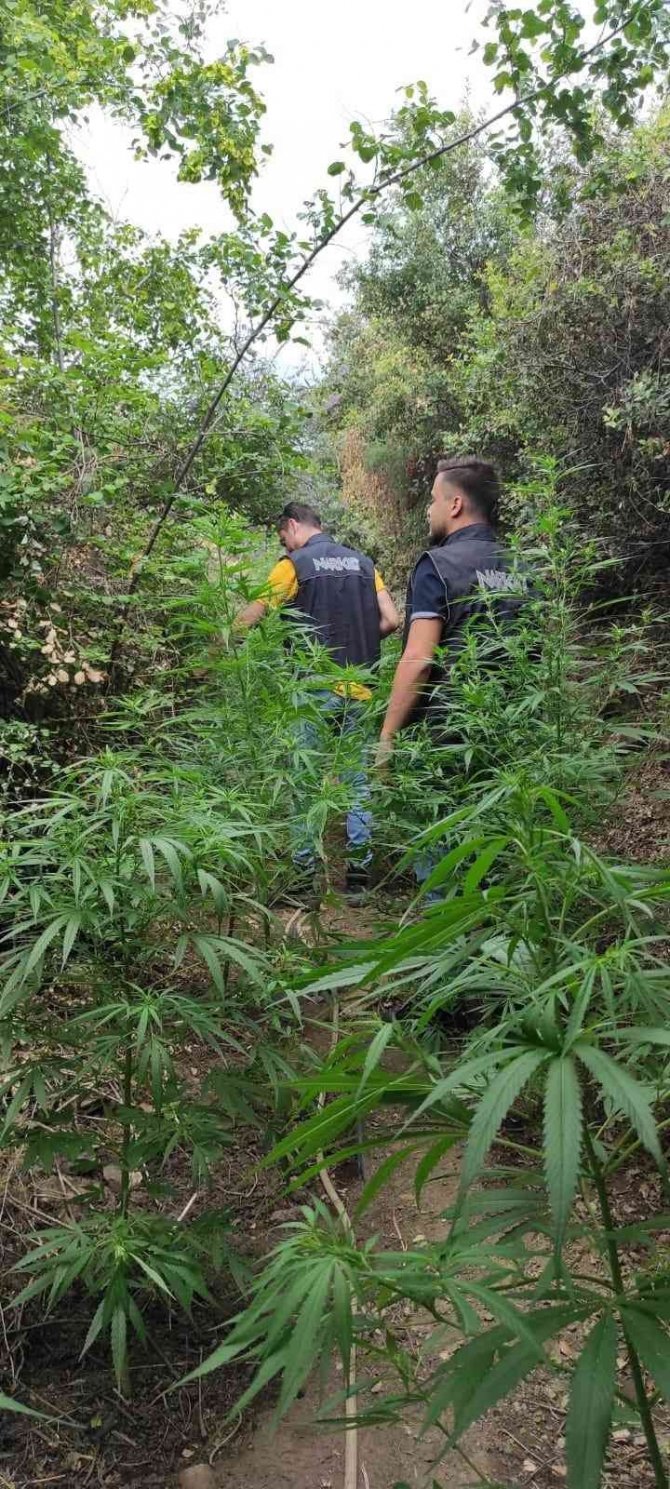 Uyuşturucu Tacirinin Tarlasına Polis Baskını