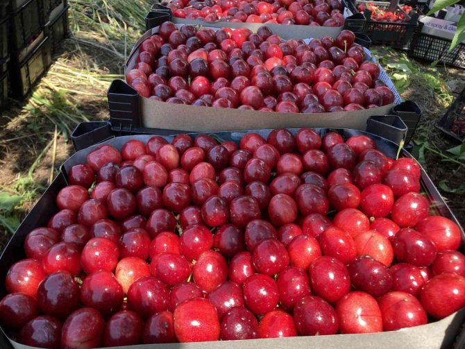 Lapseki Kirazı Üreticisinin Yüzünü Güldürdü