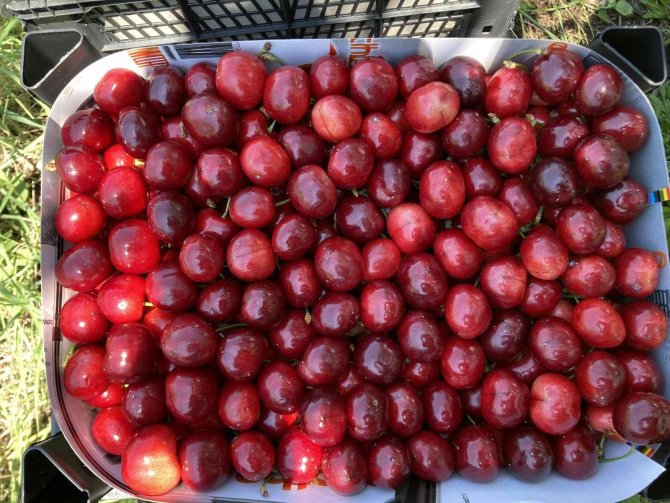 Lapseki Kirazı Üreticisinin Yüzünü Güldürdü