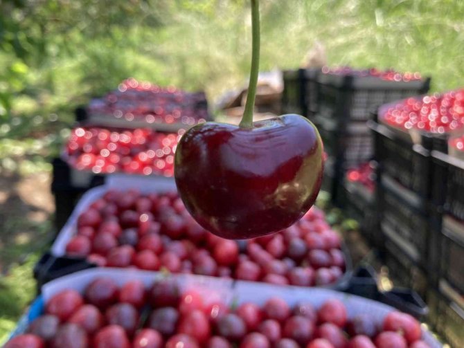 Lapseki Kirazı Üreticisinin Yüzünü Güldürdü