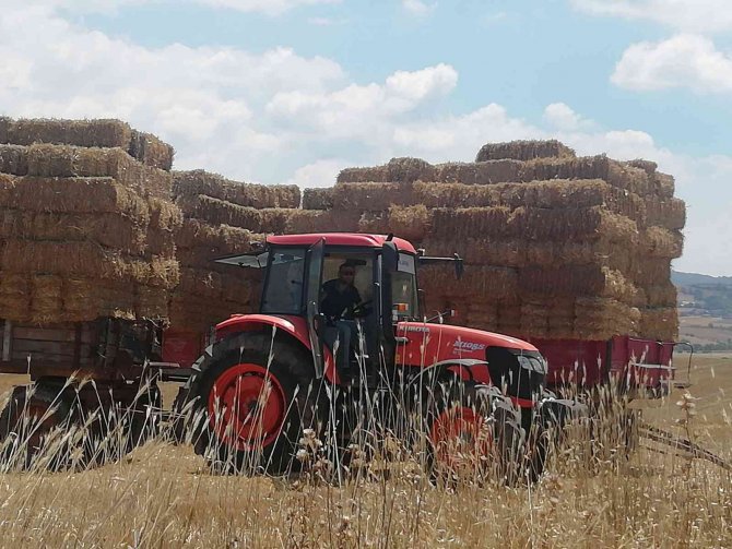 Manyas’ta Saman Balyaları Depolara Konuyor