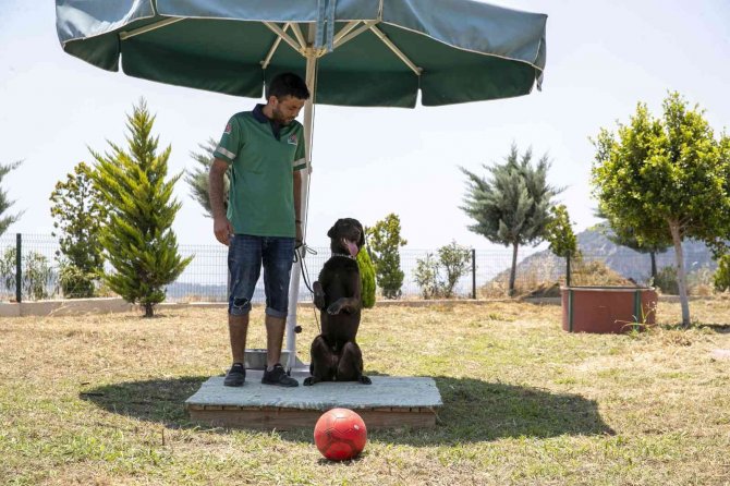 Mersin’de Köpek Eğitim Alanı Kuruldu