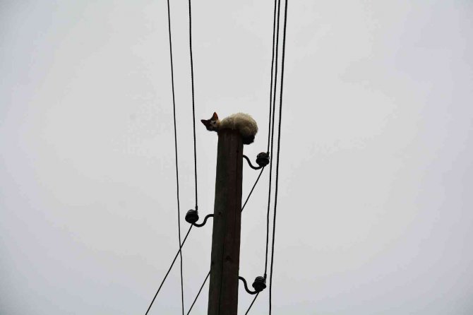 Elektrik Direğinde Mahsur Kalan Kedi, Ekiplerden Korkup Kendisi İndi