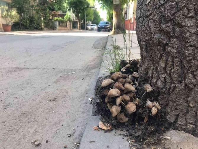 Şehir Merkezi Mantarlarla Doldu