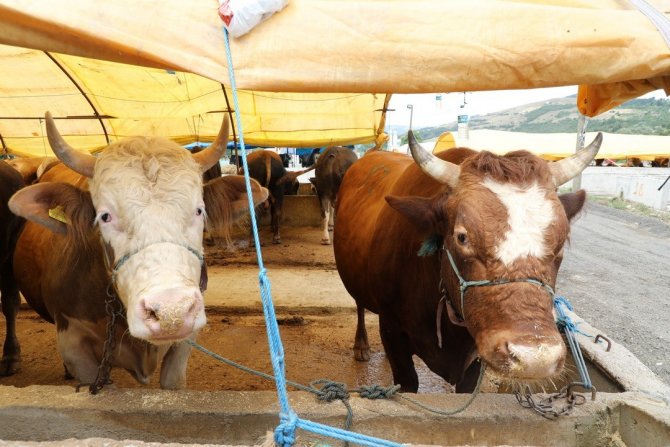 Kurbanlıklar Görücüye Çıktı