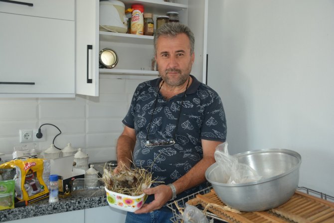 Sinop’ta Kuşlar Aspiratör Bacasına Yuva Yaptı