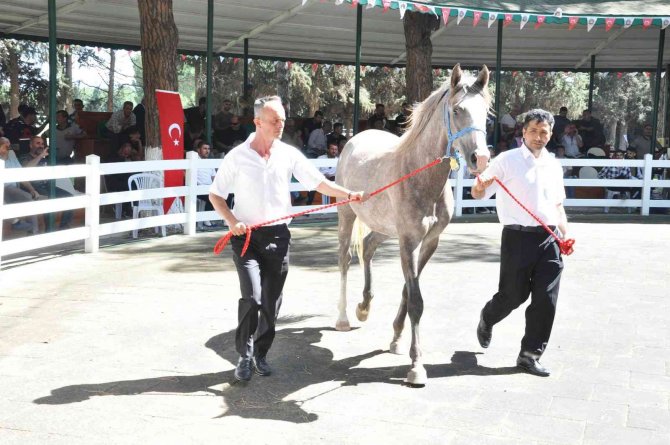Ti̇gem Tay Satışından 3 Milyon 686 Bin Lira Gelir Elde Etti