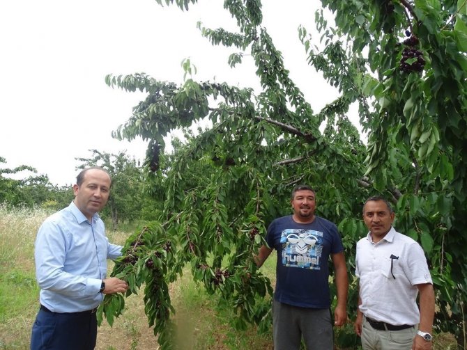 Tekirdağ’da Kiraz Hasadı Devam Ediyor