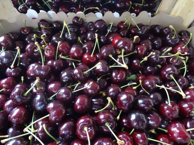 Tekirdağ’da Kiraz Hasadı Devam Ediyor