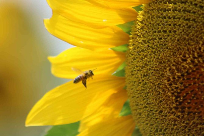 Ayçiçeğinde Son 10 Yılın En Yüksek Verimi Bekleniyor