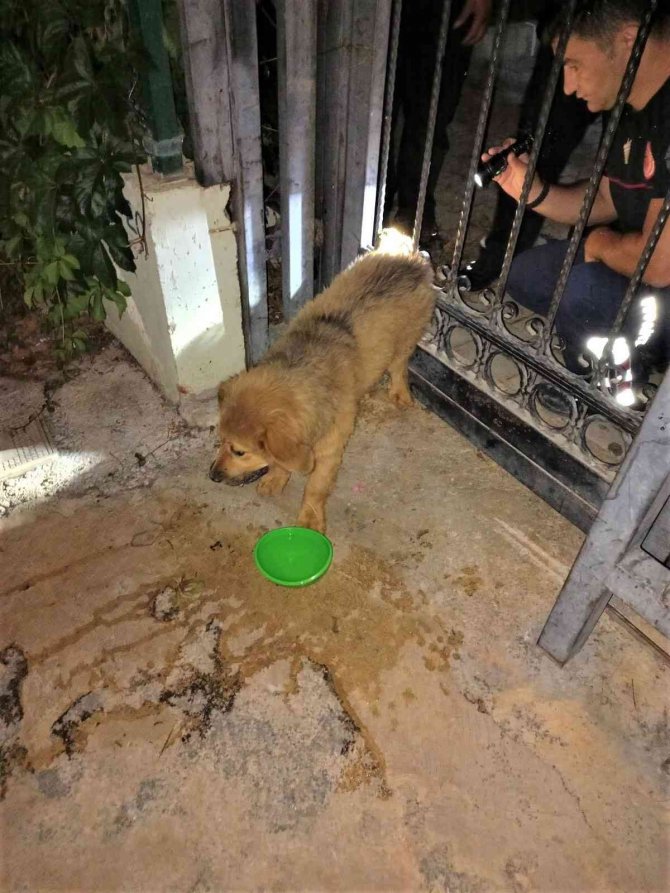 Demir Parmaklıklara Sıkışan Köpeğin Yardımına İtfaiye Koştu
