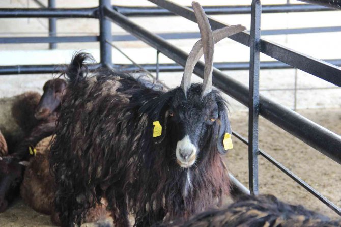 Aydın’da Kurban Bayramı Öncesi Kurban Pazarlarında Sessizlik Hakim