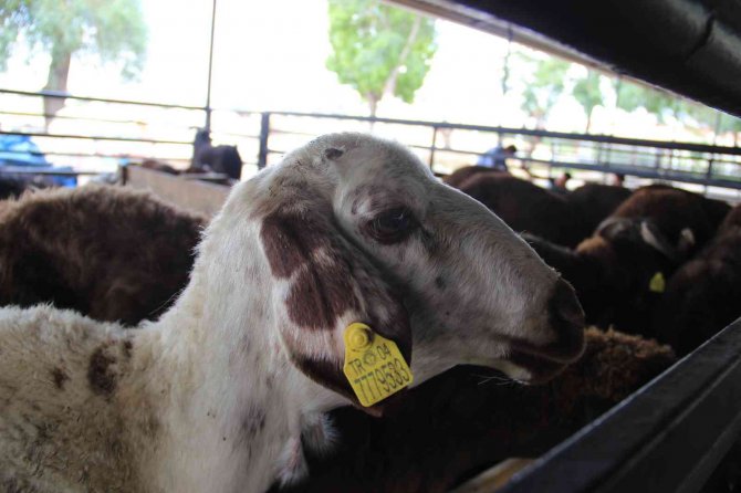 Aydın’da Kurban Bayramı Öncesi Kurban Pazarlarında Sessizlik Hakim