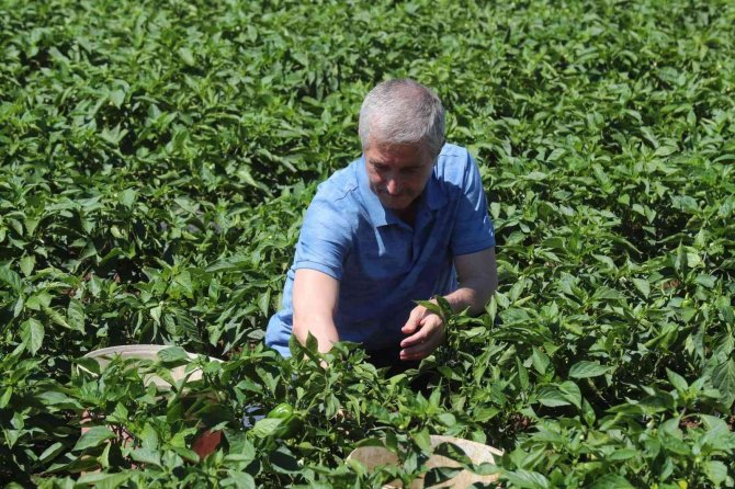 Tahmazoğlu Domates Ve Biber Hasadı Yaptı