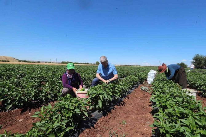 Tahmazoğlu Domates Ve Biber Hasadı Yaptı