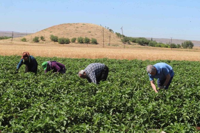Tahmazoğlu Domates Ve Biber Hasadı Yaptı