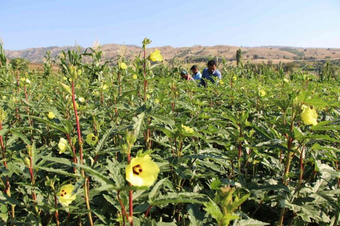 ’Amasya Çiçek Bamyası’ İçin Ab’ye Coğrafi İşaret Başvurusu