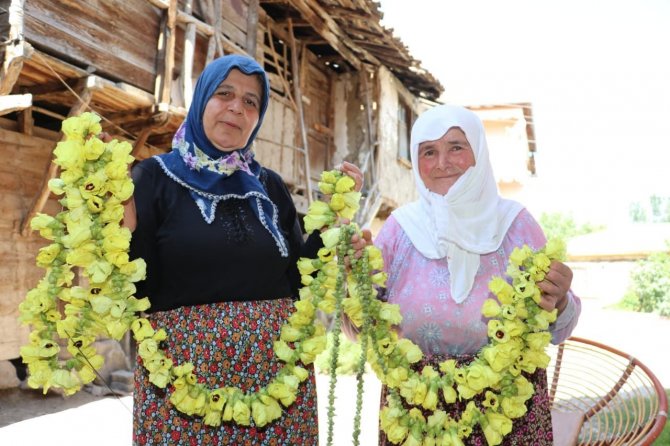’Amasya Çiçek Bamyası’ İçin Ab’ye Coğrafi İşaret Başvurusu
