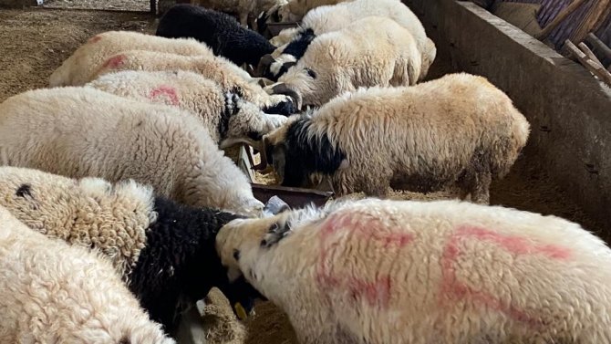 Diyarbakır’da Aylarca Özenle Bakılan Kurbanlıklar Yola Çıktı