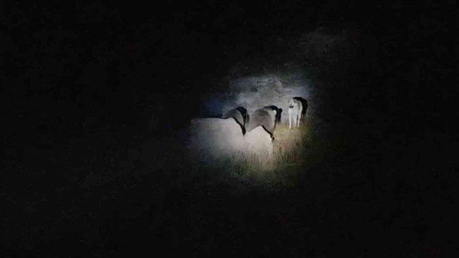 Nemrut’un Maskot Ayılarıyla Köpeğin Kavgası Kamerada