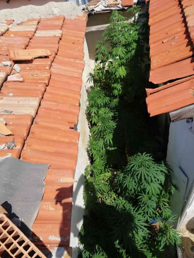 Evlerinin Bahçelerini Kenevir Tarlasına Çevirdiler