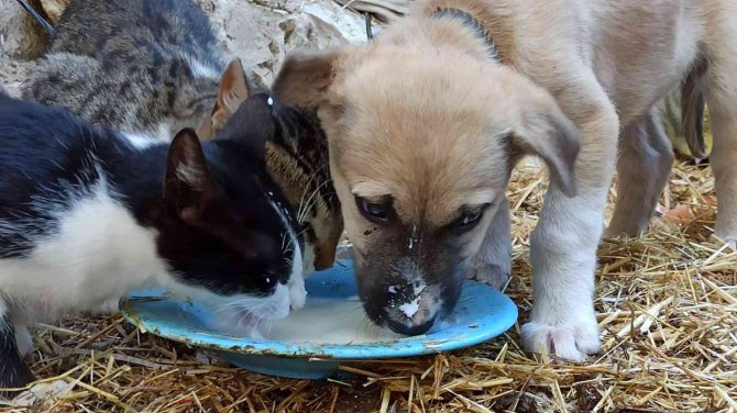 Birlikte Süt İçen Yavru Köpek Ve Kediler Görenlerin İçini Isıttı