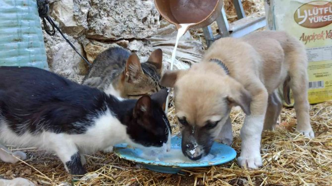 Birlikte Süt İçen Yavru Köpek Ve Kediler Görenlerin İçini Isıttı