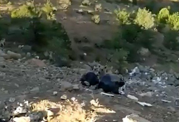 Hakkari Dağları Yaban Hayvanlarıyla Renklendi
