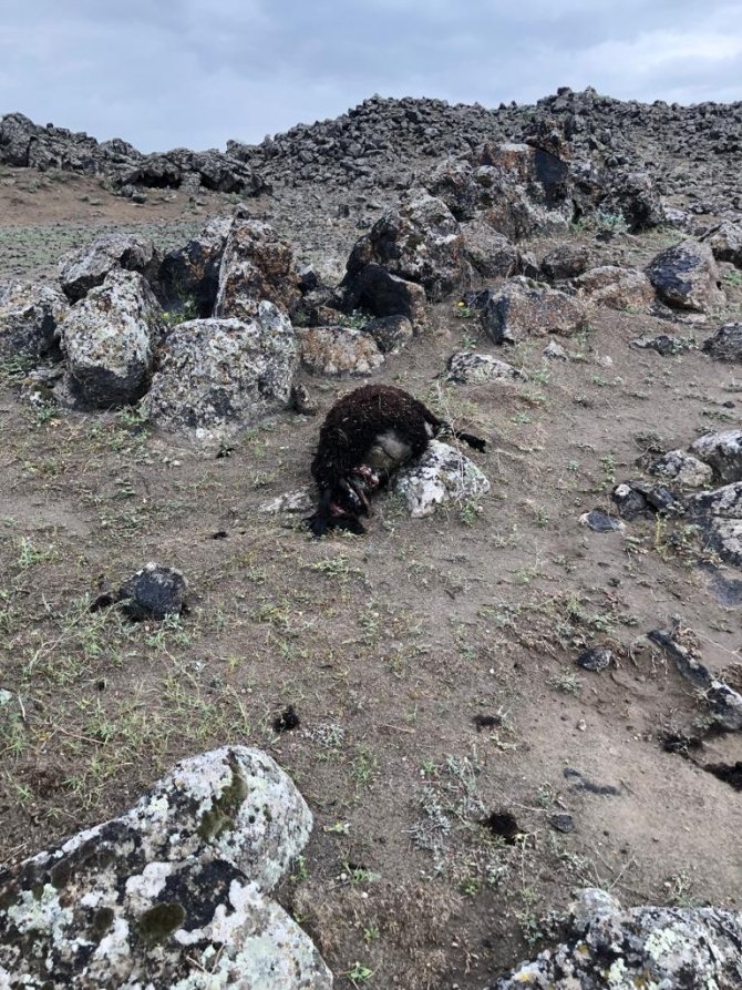 Iğdır’da Kurtlar 17 Koyunu Telef Etti