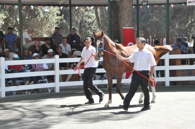 Ti̇gem Tay Satışından 5 Milyon 265 Bin Tl Gelir Elde Etti