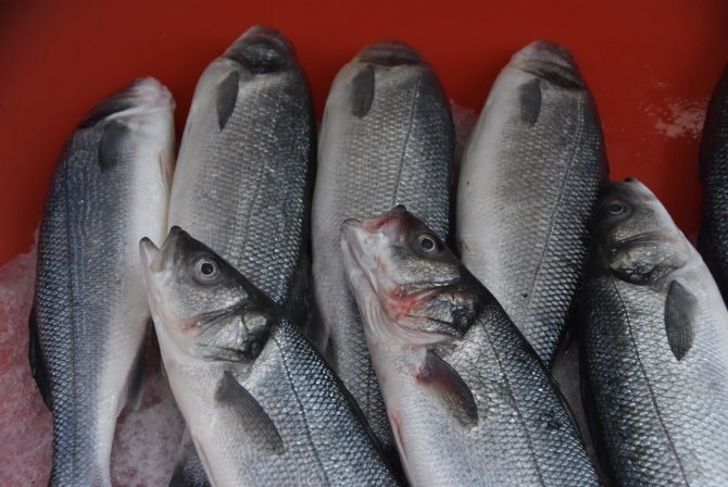Sinop’ta Balık Tezgahlarında Son Durum