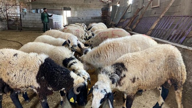 Diyarbakır’da Aylarca Özenle Bakılan Kurbanlıklar Yola Çıktı