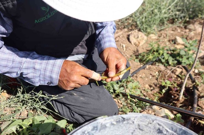 Boş Ve Atıl Araziler Antep Fıstığı Bahçelerine Dönüyor