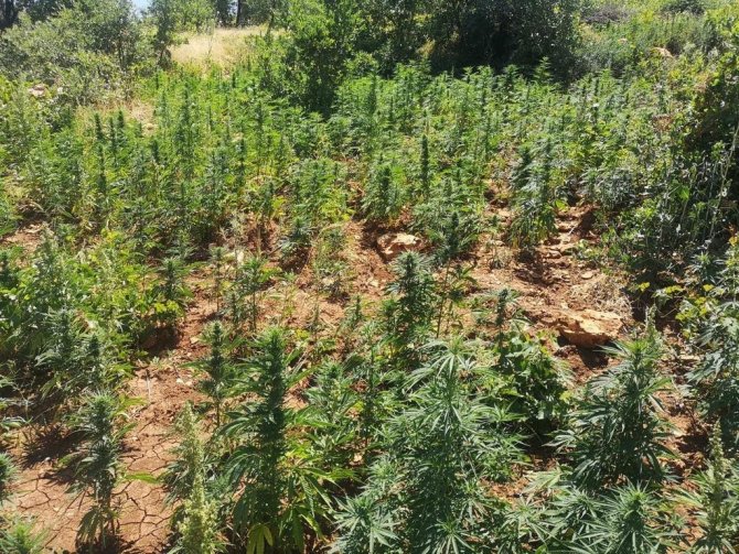 Diyarbakır’daki Narko Terör Operasyonunun İlk Gününde 6 Milyonu Aşkın Kök Kenevir Ele Geçirildi