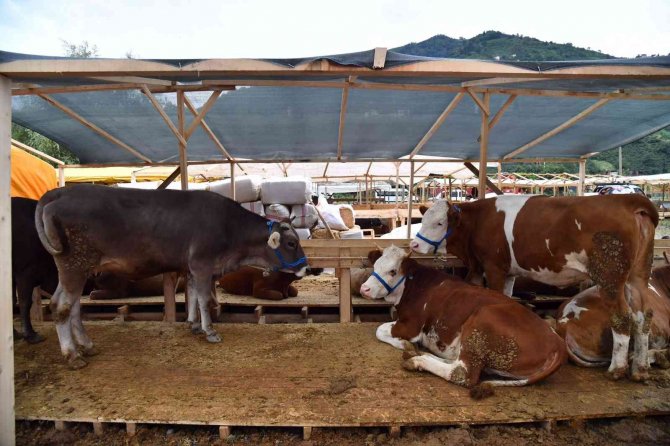 Başkan Genç, Akoluk’taki Kurban Kesim Ve Satış Alanını İnceledi