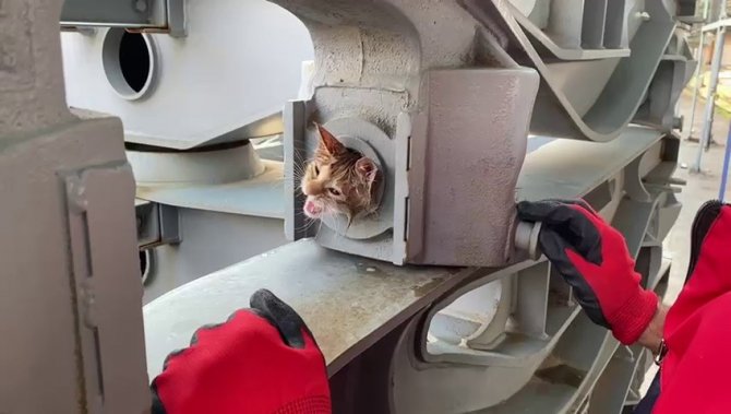 Yaramaz Kedi Sıkıştığı Yerden Zeytinyağı İle Kurtarıldı